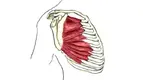 serratus-anterior.webp