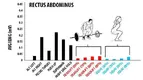 rectus abdominis
