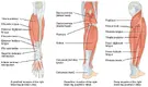 s_of_the_Leg_that_Move_the_Foot_and_Toes_1024x1024.webp