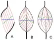 Physiological cross-sectional area (the green line) is the cross-sectional area of the muscle perpendicular to the muscle fibers themselves, and the anatomical cross-sectional area (blue line) is the cross-sectional area of the muscle itself at its thickest point. Muscle volume is exactly what is sounds like – the volume of the muscle.