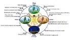 Learn how to sleep better by understanding the circadian rhythm