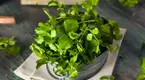 Nutritious and Delicious Watercress in a glass bowl