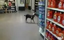 goat in walmart via suebob.webp