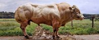 Myostatin-Cow