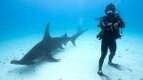 Ross Edgley in scuba gear swimming with a hammerhead shark for his new documentary Shark vs Edgley