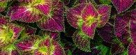 Coleus Forskohlii