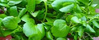 Watercress