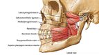 Jaw Muscles