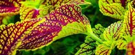 Coleus Forskohlii