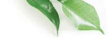 home_natural_leaves.png