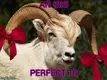 goat8.webp