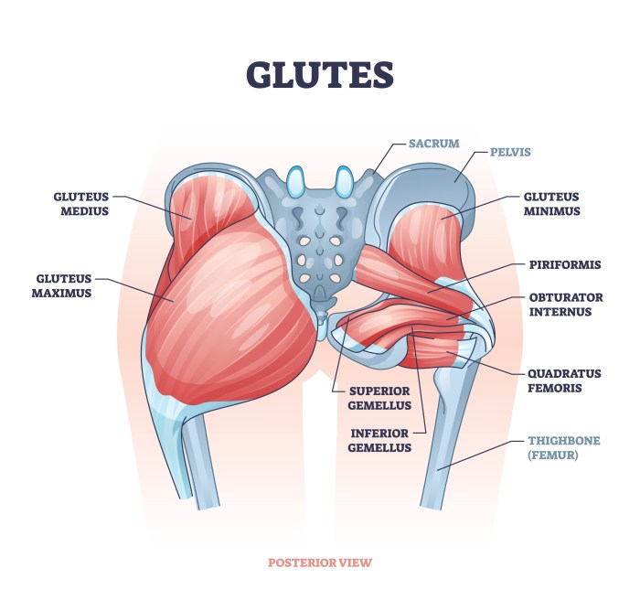 Glute muscles