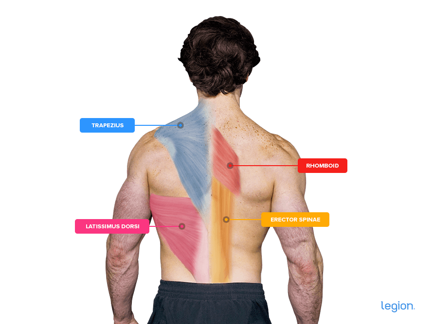 Thread 'Zercher Squat: Benefits, Muscles Worked & Form'