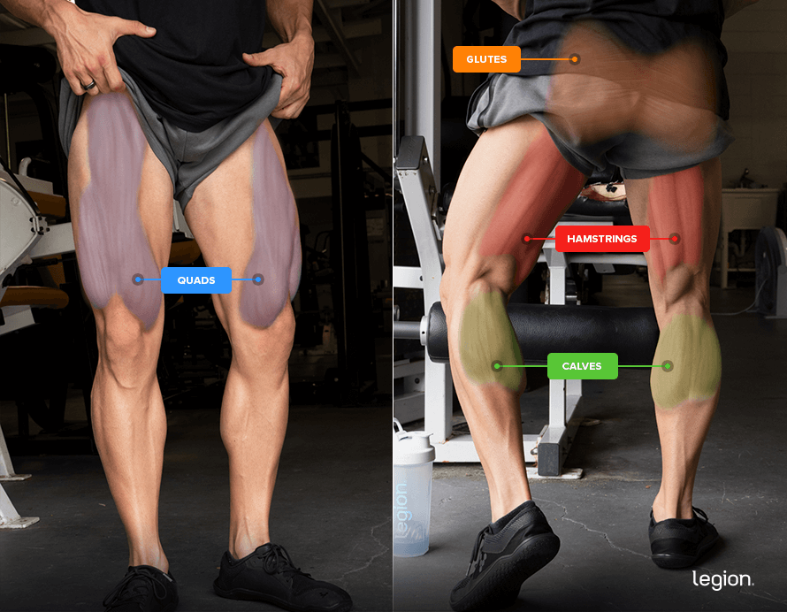 split squat muscles worked