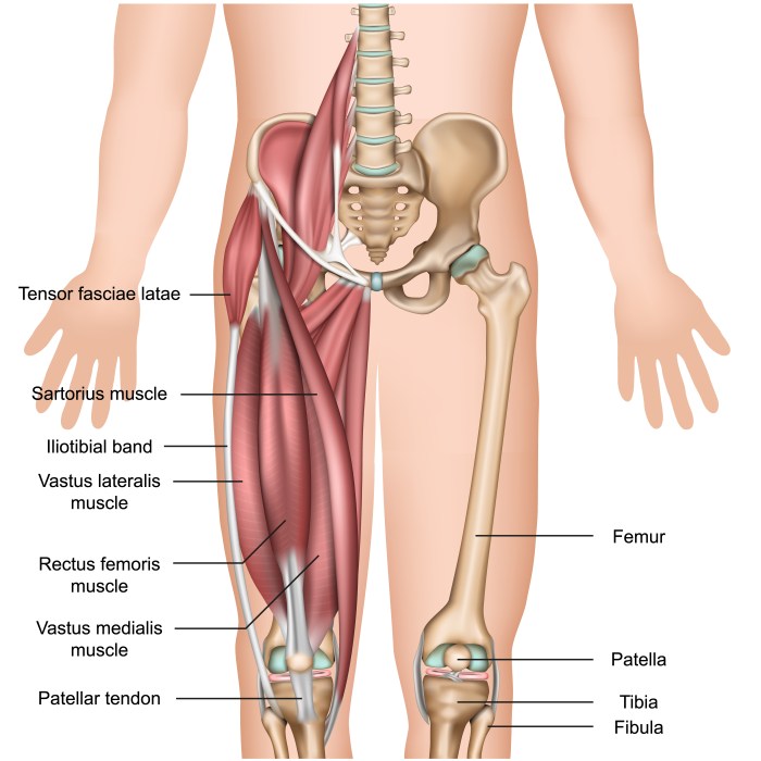 Leg muscles from the front