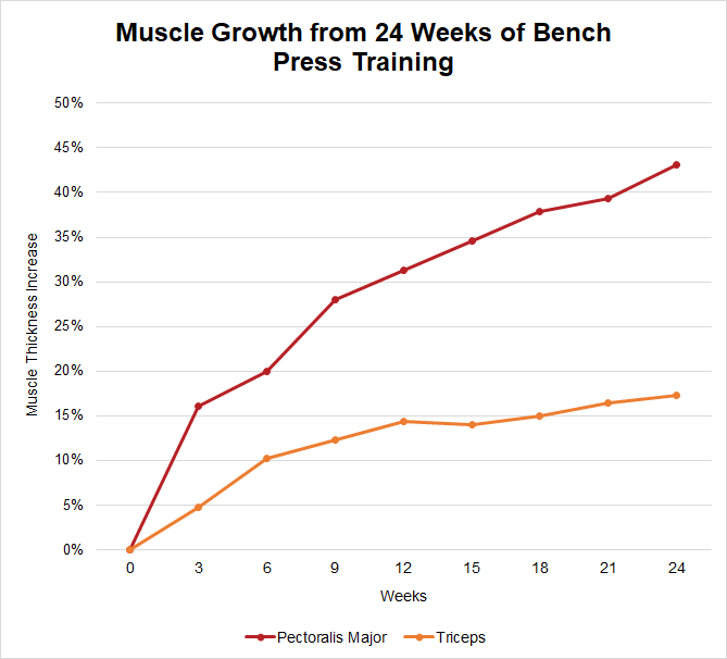 bodybuilding statistics: muscle growth from 24 weeks of bench press training