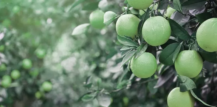 Oranges were originally green.