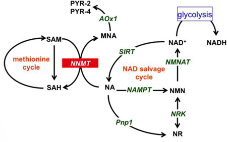 Thread 'How does 5-Amino-1MQ (and JBSNF) increase NAD+ and Metabolic Rate while Regenerating Aging Skeletal Muscle?'