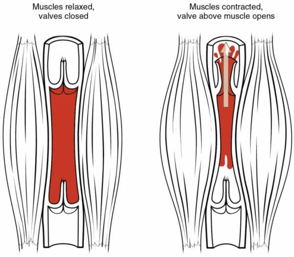 muscle-pump-2