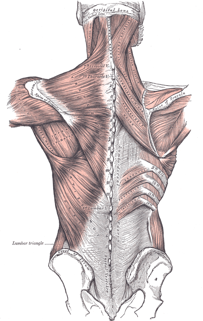 Lower back muscle anatomy